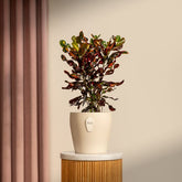 Warm Croton Mammy Plant Pot