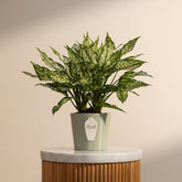 Aglaonema White Dalmation Chinese Plant