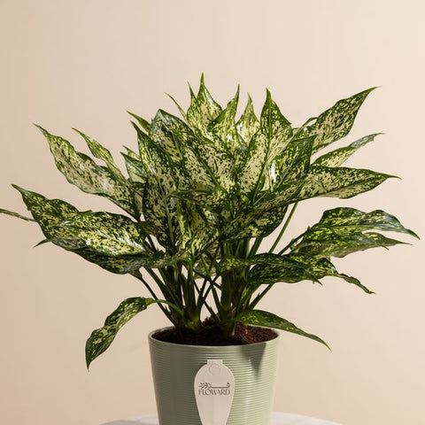 Aglaonema White Dalmation Chinese Plant