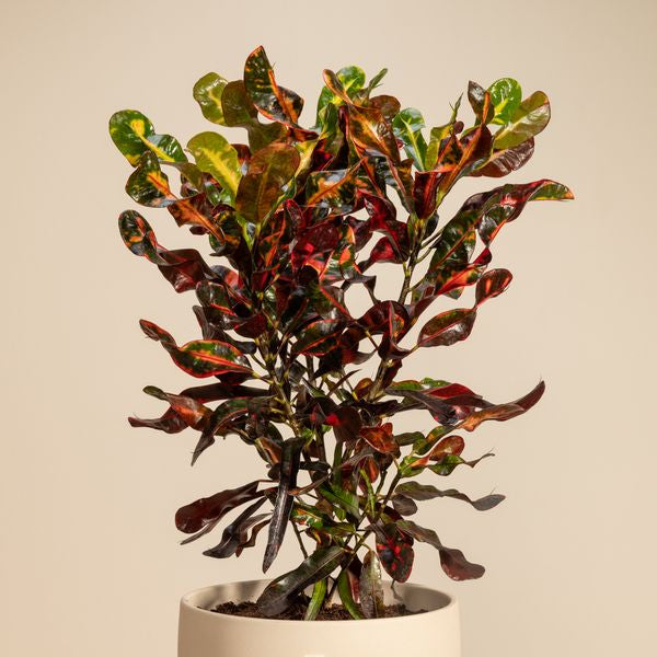 Warm Croton Mammy Plant Pot