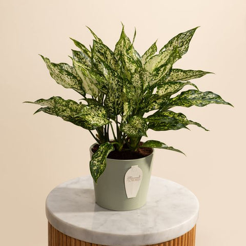 Aglaonema White Dalmation Chinese Plant